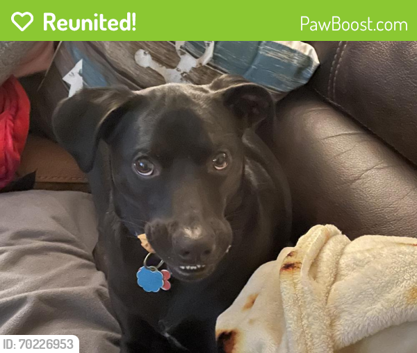 Reunited Male Dog last seen Hardscrable Wilderness Area, Briarcliff Manor, NY 10510