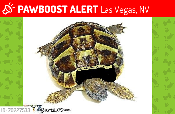 Lost Female Reptile last seen Town Center and Desert Inn, Las Vegas, NV 89135
