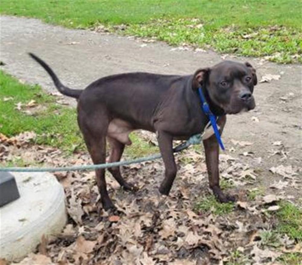 Shelter Stray Male Dog last seen Near BLOCK AUBURN ST, DETROIT, MI 48223, Detroit, MI 48211
