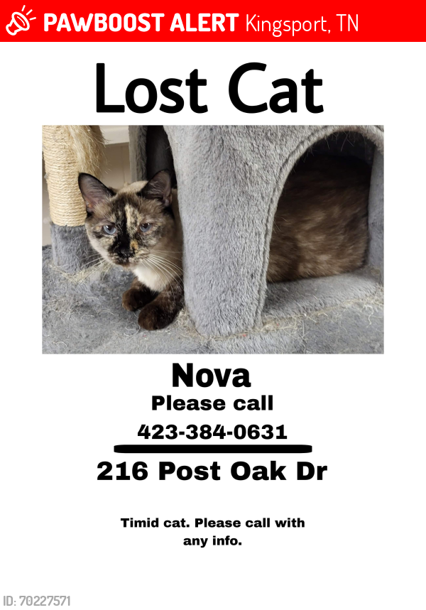 Lost Female Cat last seen Near post oak drive Kingsport Tn 37663 , Kingsport, TN 37663