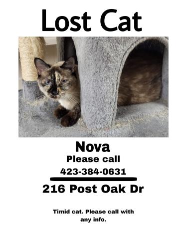Lost Female Cat last seen Near post oak drive Kingsport Tn 37663 , Kingsport, TN 37663