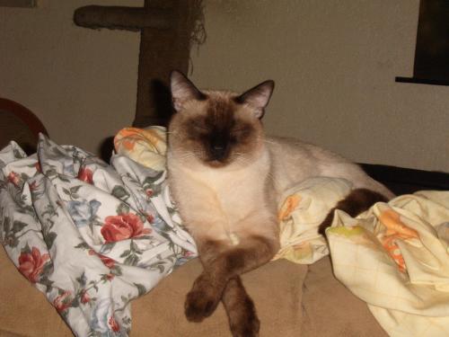 Lost Male Cat last seen 3rd and Palm, Casa Del Sol apmts, Desert Hot Springs, CA 92240
