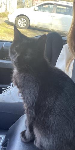 Lost Male Cat last seen martin and Moriarity cour. , Tallahassee, FL 32309