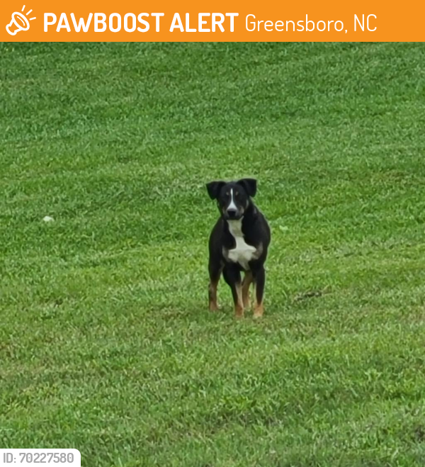 Greensboro, NC Stray Female Dog Found Near Near intersection of ...