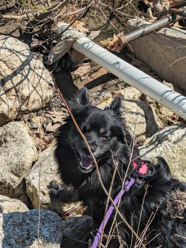 Lost Female Dog last seen Grandville Middle School , Wyoming, MI 49418