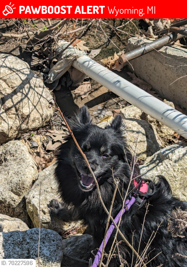 Lost Female Dog last seen Grandville Middle School , Wyoming, MI 49418