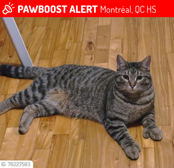 Lost Male Cat last seen 30E Avenue and Rue Louis-Pare, Lachine, Montréal, QC H8S