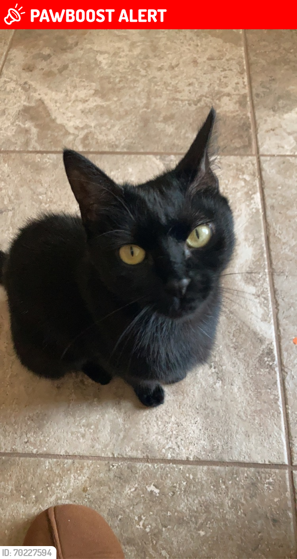 Lost Female Cat last seen Peacock circle by Singer road , Washington County, FL 32466