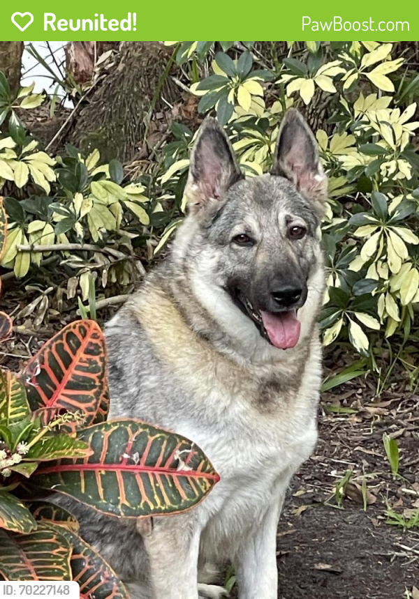 Reunited Female Dog last seen hmstd park, Chapel Hill, NC 27516