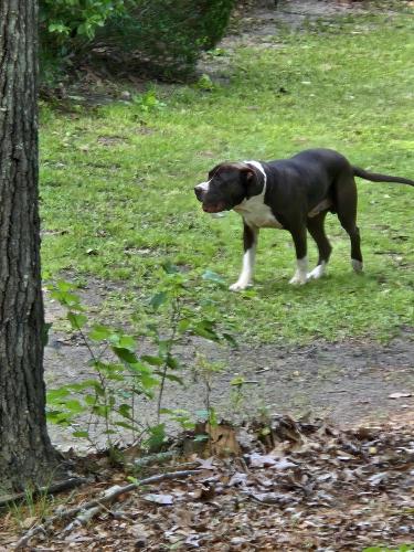 Lost Male Dog last seen I found this dog on Blythewood Rd, SC in Blythewood , Blythewood, SC 29016