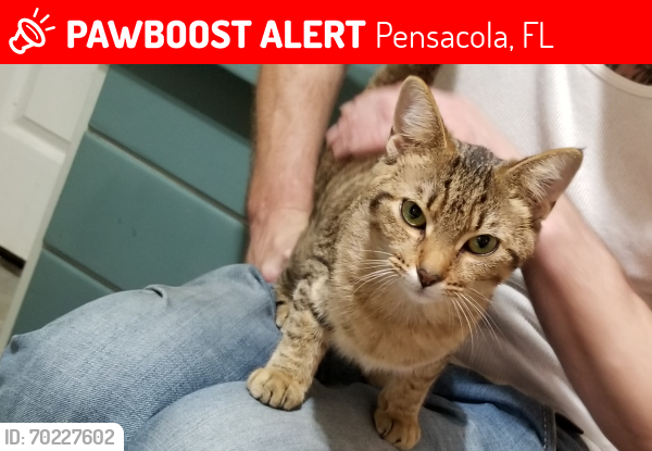 Lost Female Cat last seen Citrus St. and idlewood drive , Pensacola, FL 32506