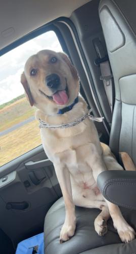 Lost Male Dog last seen He likes to walk to big lots but I haven’t seen him, Odessa, TX 79762