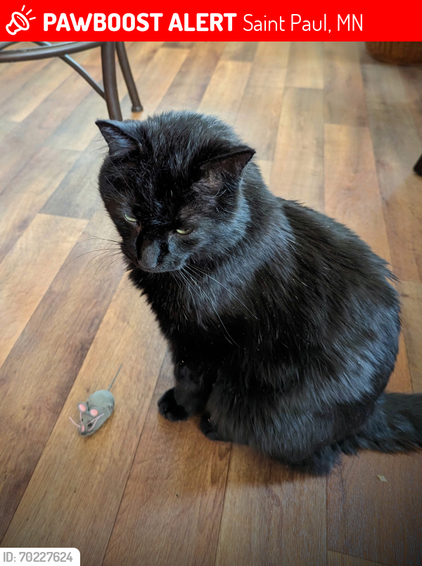Lost Male Cat last seen Western and selby, Saint Paul, MN 55104