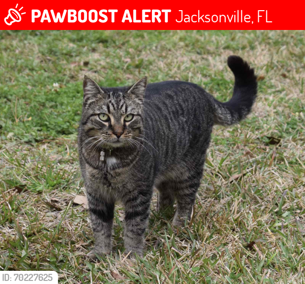 Lost Male Cat last seen South Yellow Water Road near Normandy and Circle K, Jacksonville, FL 32234