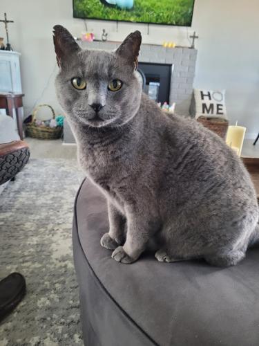 Lost Male Cat last seen Quincy and Everett, Littleton, CO 80123