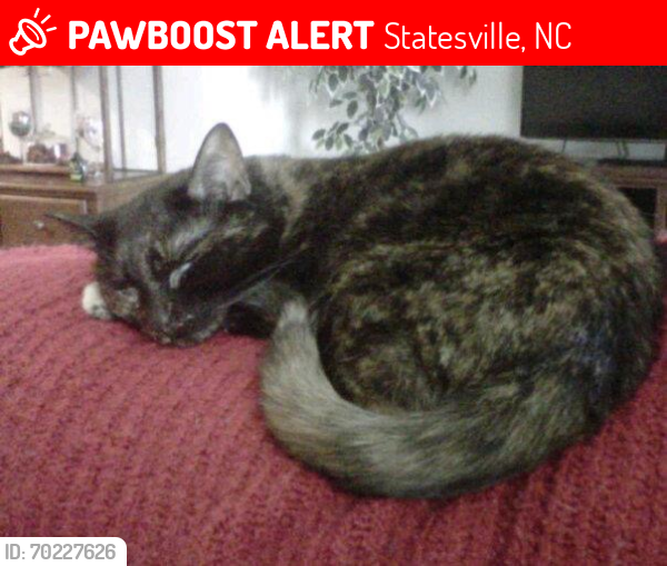 Lost Female Cat last seen Hartness & Windsor Ln. , Statesville, NC 28677