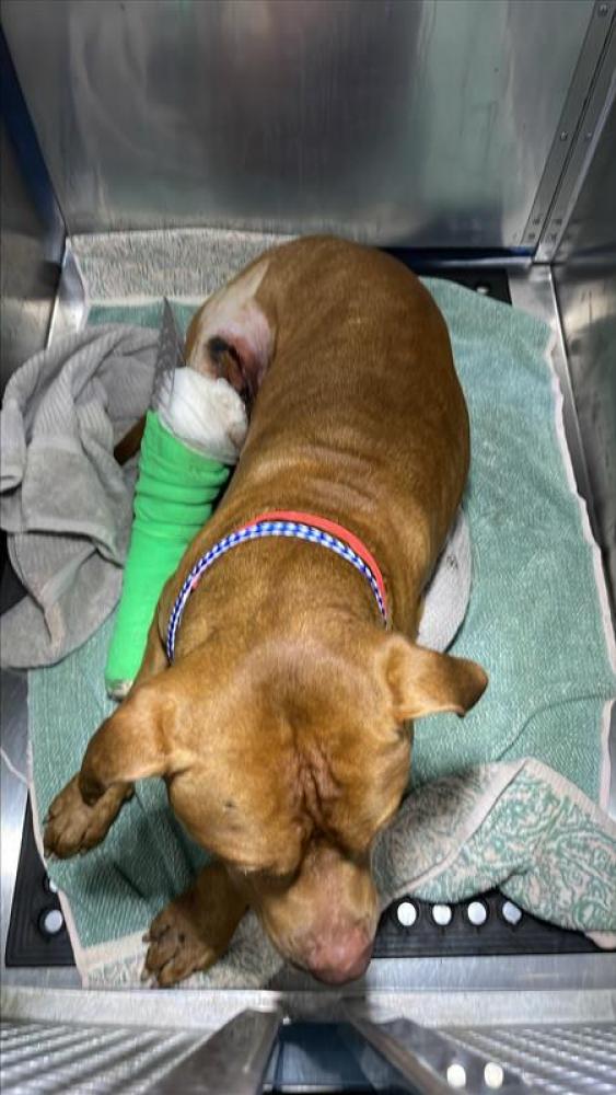 Shelter Stray Male Dog last seen Near BLOCK NUCKOLS CROSSING RD, Austin, TX 78702