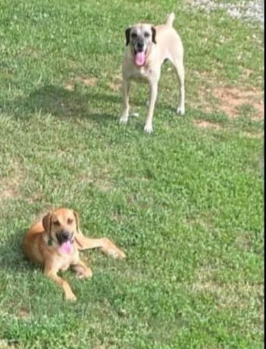 Lost Male Dog last seen Paradise Valley Road and Ascension Trail Rd. in Cleveland, Georgia wine country area., Cleveland, GA 30528