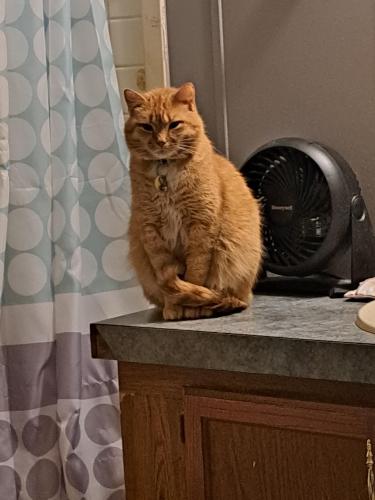 Lost Male Cat last seen Saturn Drive, Independence, KY 41051