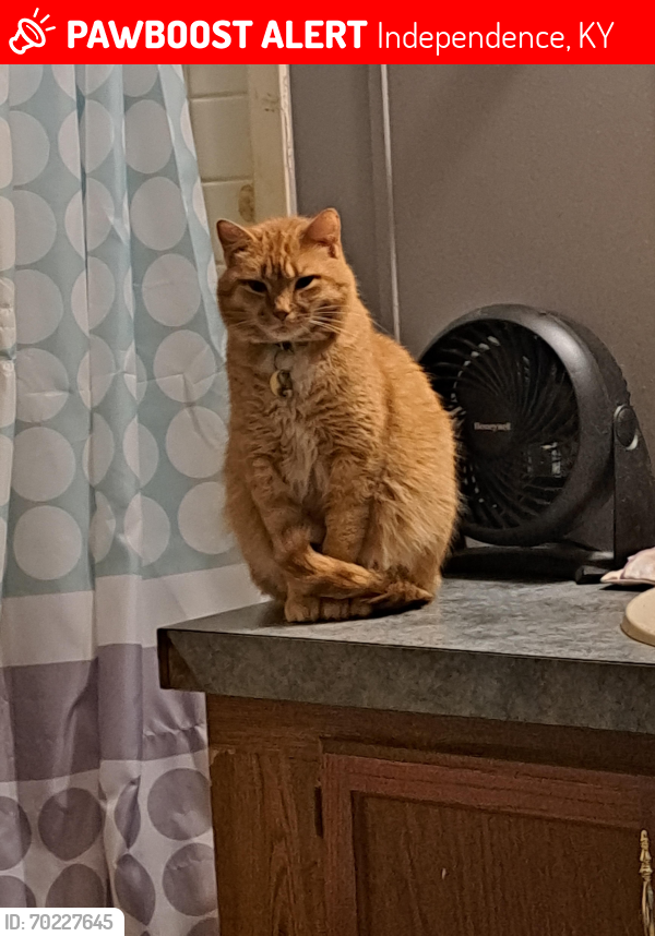 Lost Male Cat last seen Saturn Drive, Independence, KY 41051