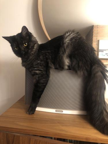 Lost Male Cat last seen 268th and 37th Ave S, Kent, WA 98032