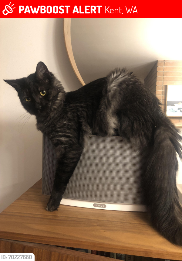 Lost Male Cat last seen 268th and 37th Ave S, Kent, WA 98032