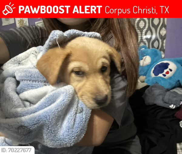 Lost Female Dog last seen annaville , Corpus Christi, TX 78410