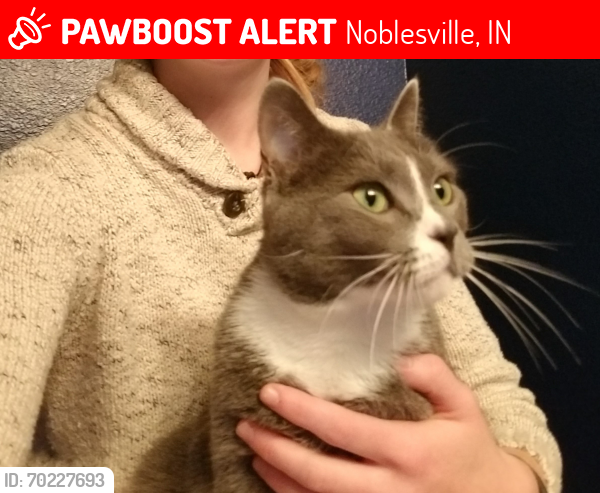 Lost Female Cat last seen Near Dusty Tr Noblesville, IN 46060, Noblesville, IN 46060
