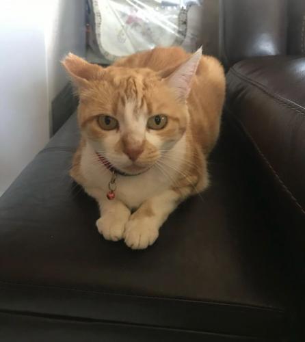 Lost Female Cat last seen Between 120th and 118th on eucalyptus , Hawthorne, CA 90250