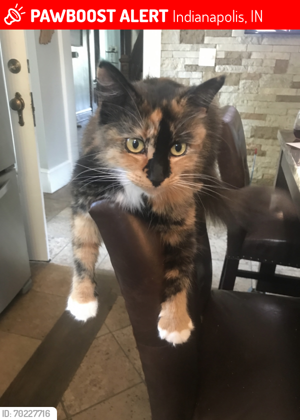 Lost Female Cat last seen Near n college ave , Indianapolis, IN 46220