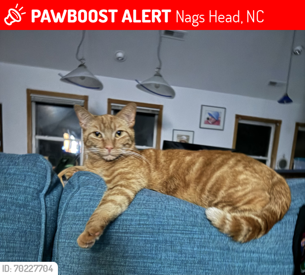 Lost Male Cat last seen E Hargrove St  and 8402 Old Oregon Inlet Rd S Nags Head NC 27959, Nags Head, NC 27959
