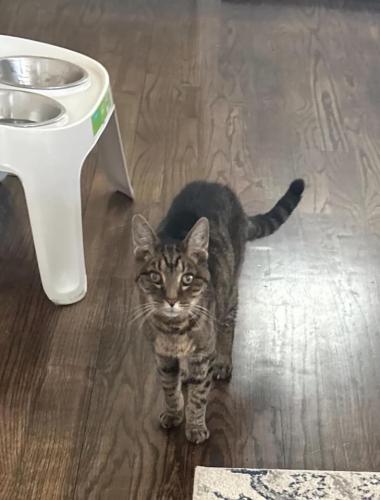 Lost Male Cat last seen Franklin Street and South Ave, Media, PA, Media, PA 19063