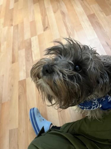 Lost Male Dog last seen Near Quince orchard boulevard, Gaithersburg, MD 20878