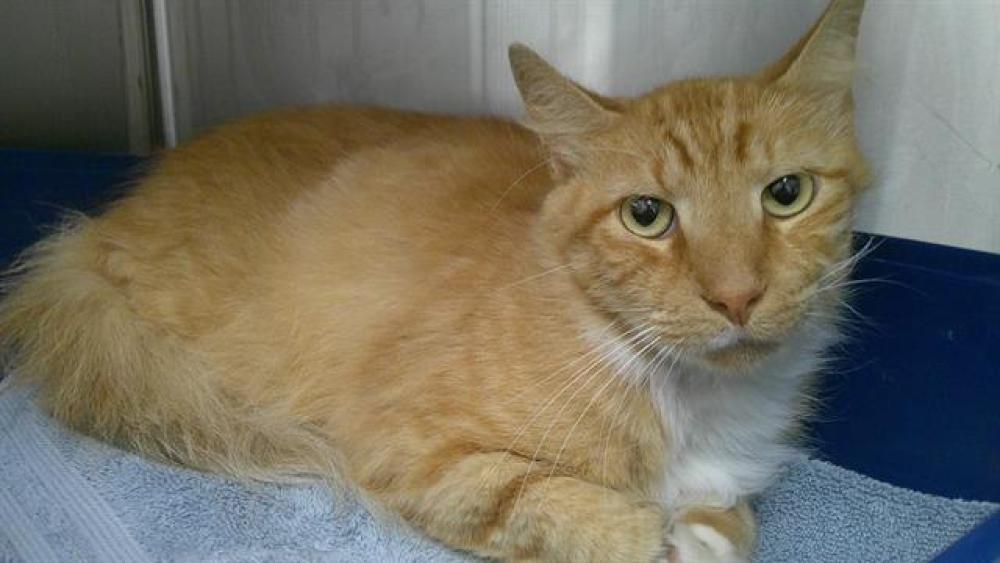 Shelter Stray Male Cat last seen Near BLOCK N FEDERAL HWY, POMPANO BEACH FL 33064, Davie, FL 33312