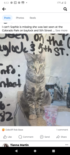 Lost Female Cat last seen Marsalis at the Colorado Park, Dallas, TX 75208