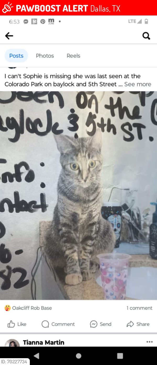 Lost Female Cat last seen Marsalis at the Colorado Park, Dallas, TX 75208