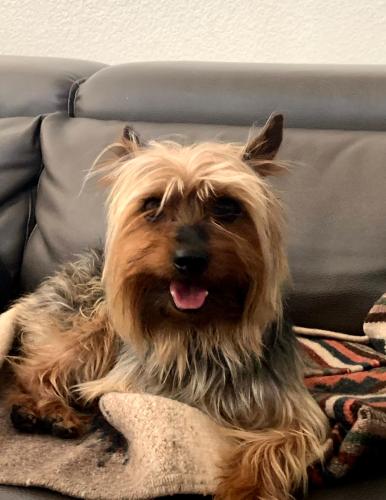 Lost Male Dog last seen Stewart and hollywood, Las Vegas, NV 89110