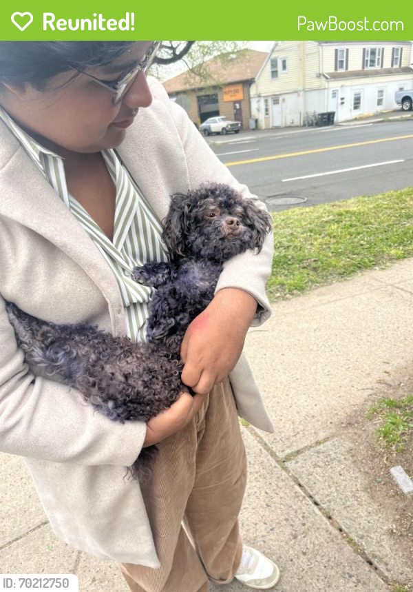 Reunited Male Dog last seen Chapel and Ferry St., New Haven, CT 06513