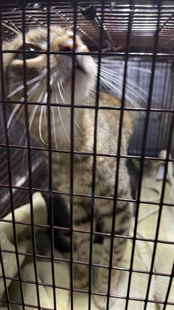 Shelter Stray Female Cat last seen Near BLOCK FRONTIER TRAIL, Austin, TX 78702