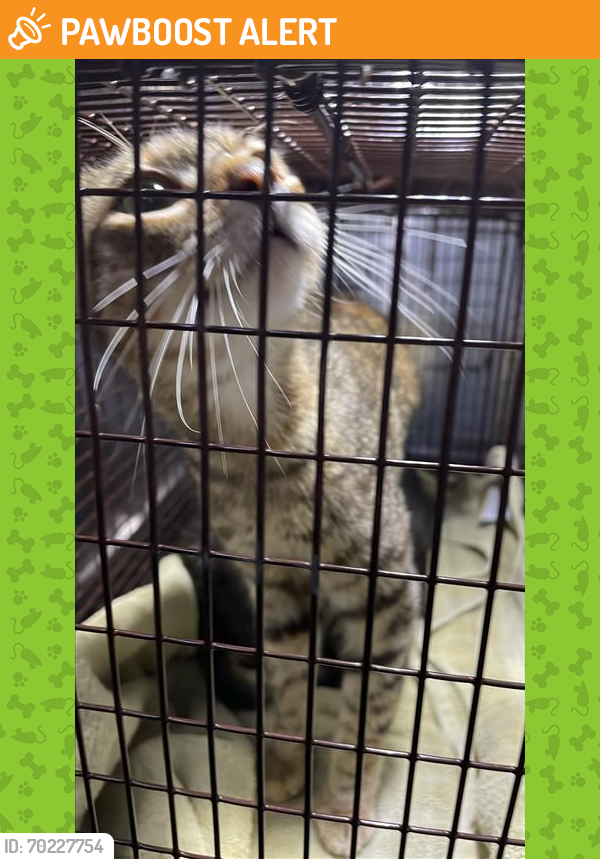 Shelter Stray Female Cat last seen Near BLOCK FRONTIER TRAIL, Austin, TX 78702