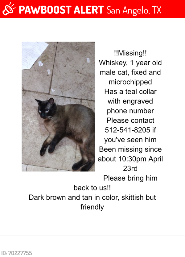 Lost Male Cat last seen Lakeview highschool , San Angelo, TX 76903