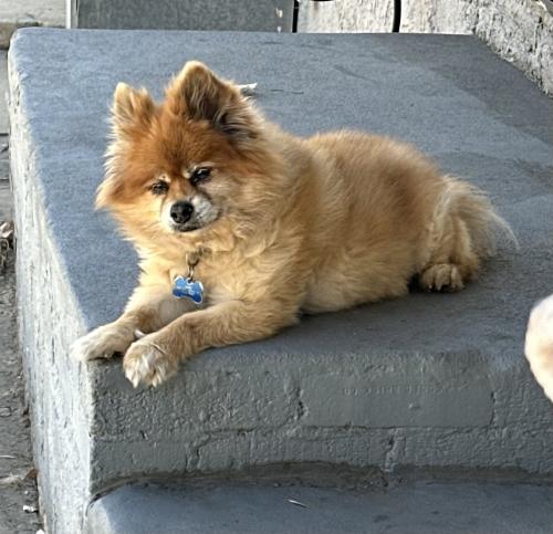 Lost Male Dog last seen 4th st and Boyle Ave , Los Angeles, CA 90033