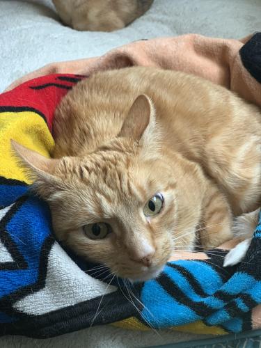 Lost Male Cat last seen Pearl Rd and Ridge Road, Parma, OH 44129
