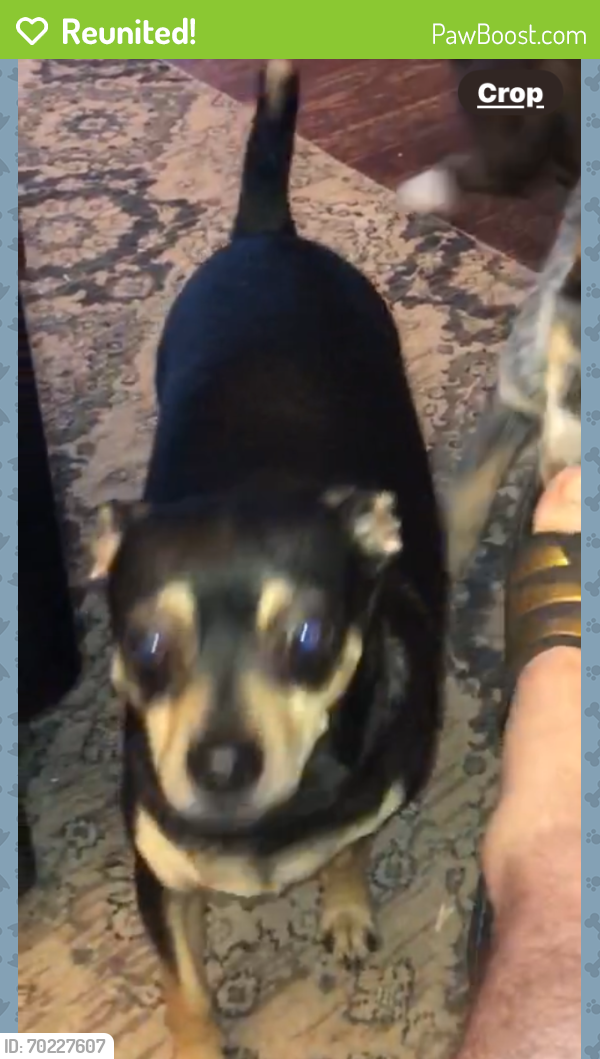 Reunited Male Dog last seen Cascades algonkian , Potomac Falls, VA 20165