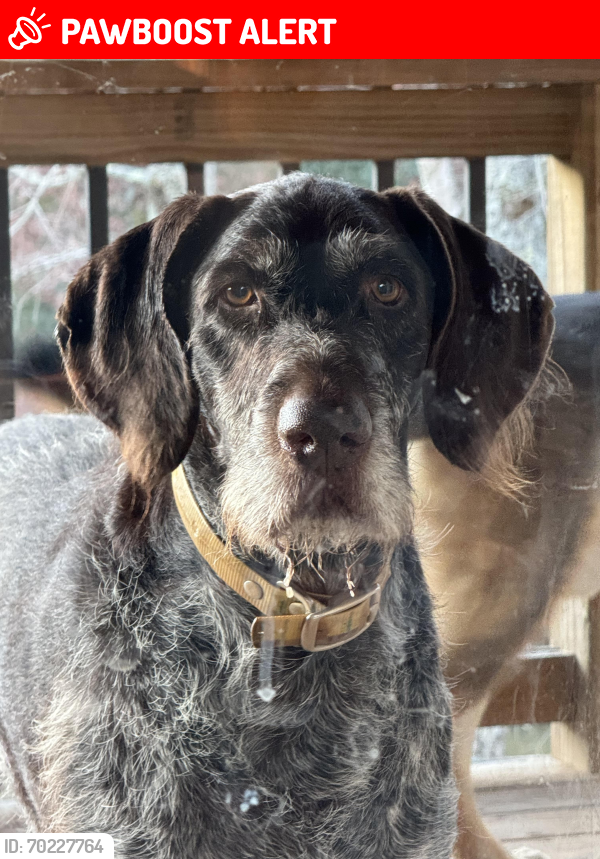 Lost Male Dog last seen Highway 127 and 64/90, Alexander County, NC 28681