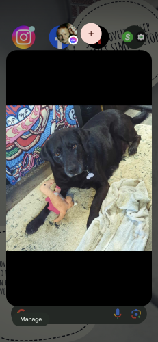 Lost Female Dog last seen Freeman gas, Gaffney, SC 29340