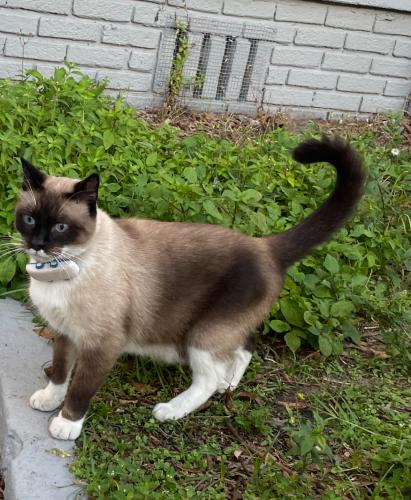 Lost Male Cat last seen Peyton Road and Rodney Drive, Atlanta, GA 30311