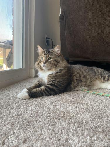 Lost Male Cat last seen Thistlewood , Spencerport, NY 14559