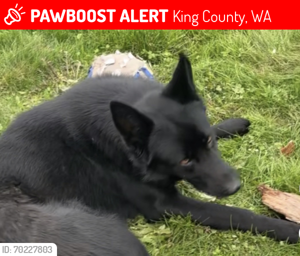 Lost Male Dog last seen carnation wa, King County, WA 98053