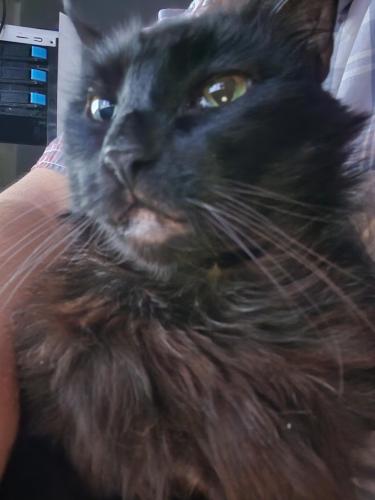 Lost Male Cat last seen N 59th ave and Buchanan St, Hollywood, FL 33021